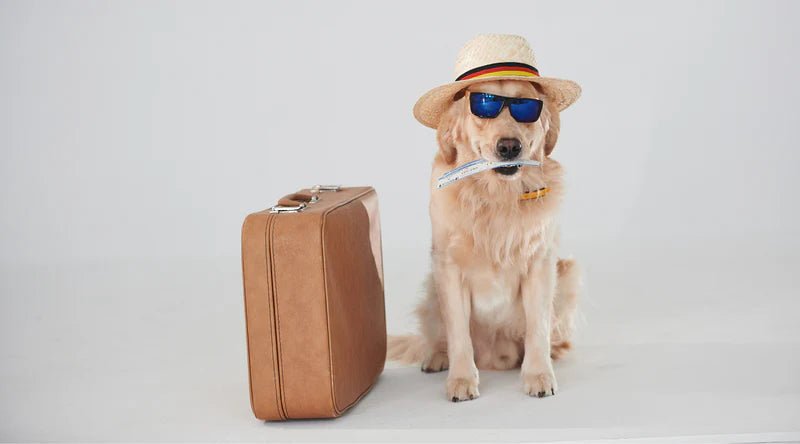 Do dogs travel better in crates? - liquidation.store