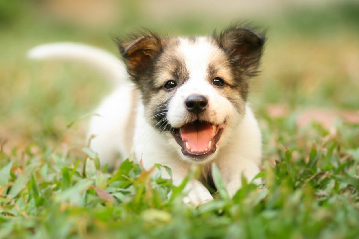 What do I need to buy for first puppy? - liquidation.store