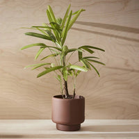 Thumbnail for Aaron Probyn Botany Plant Pot - Dark Terracotta (Medium 15cm) - liquidation.store