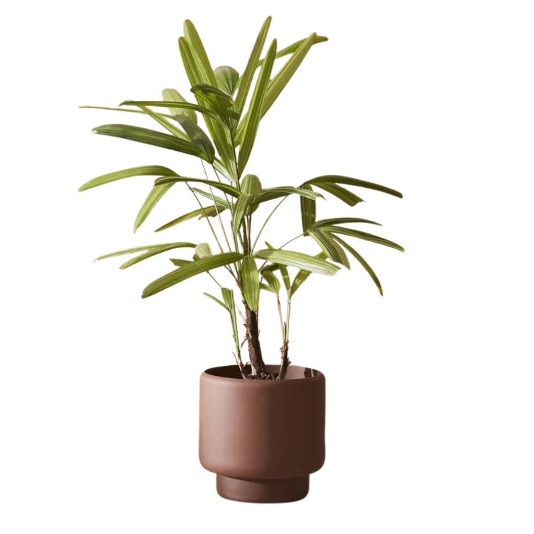 Aaron Probyn Botany Plant Pot - Dark Terracotta (Medium 15cm) - liquidation.store