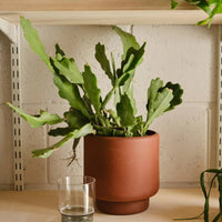 Thumbnail for Aaron Probyn Botany Plant Pot - Dark Terracotta (Medium 15cm) - liquidation.store