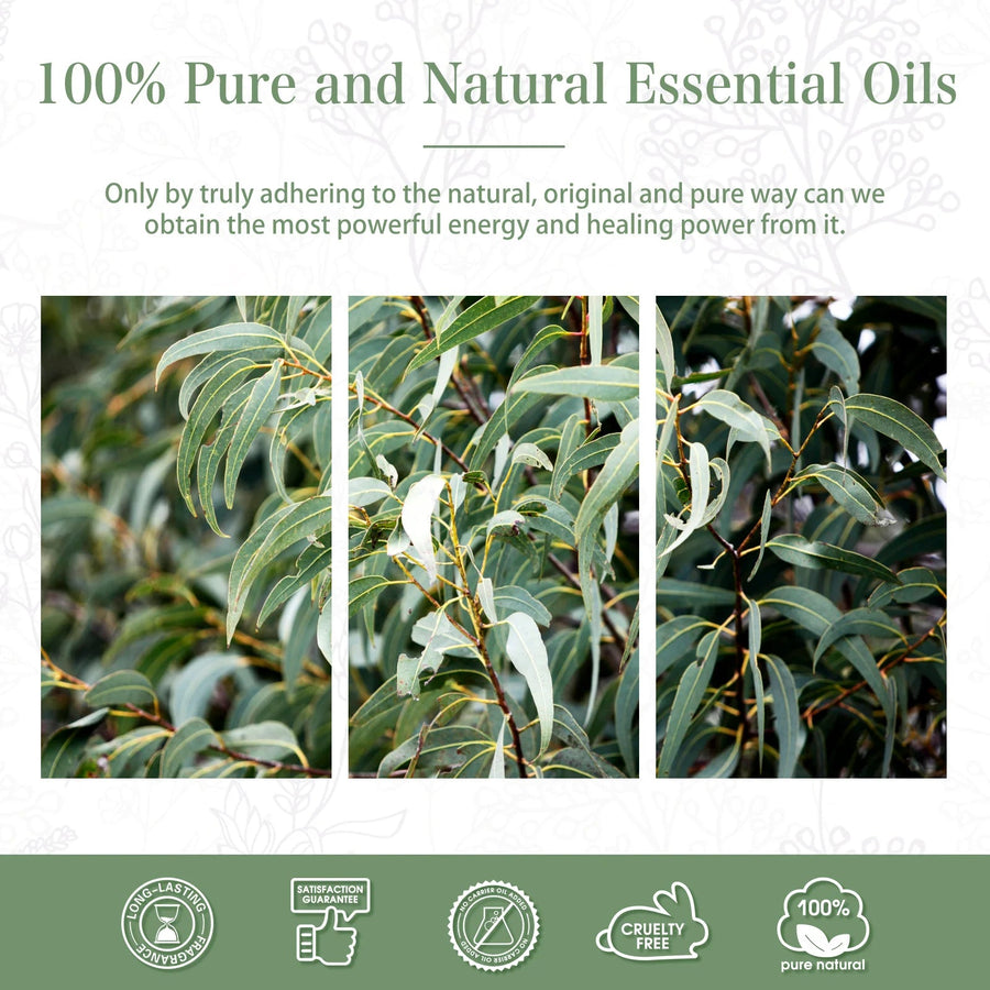 PHATOIL Eucalyptus Essential Oil For Aromatherapy & Diffuser - 100ml - liquidation.store