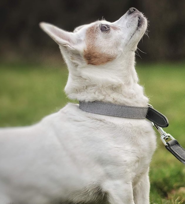 Project Blu Madison Grey Leather Nylon Dog Collar - liquidation.store