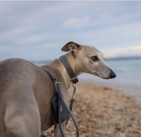 Thumbnail for Project Blu Malibu Grey Leather Dog Leash - 110cm - liquidation.store
