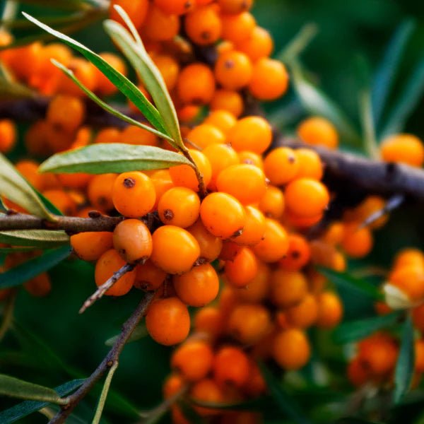 The Perfect V Gentle Wash (100ml) - liquidation.store