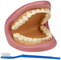 Thumbnail for Tickit Giant Teeth Demonstration Set - Kids Teeth Brush Teaching - liquidation.store