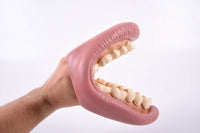 Thumbnail for Tickit Giant Teeth Demonstration Set - Kids Teeth Brush Teaching - liquidation.store