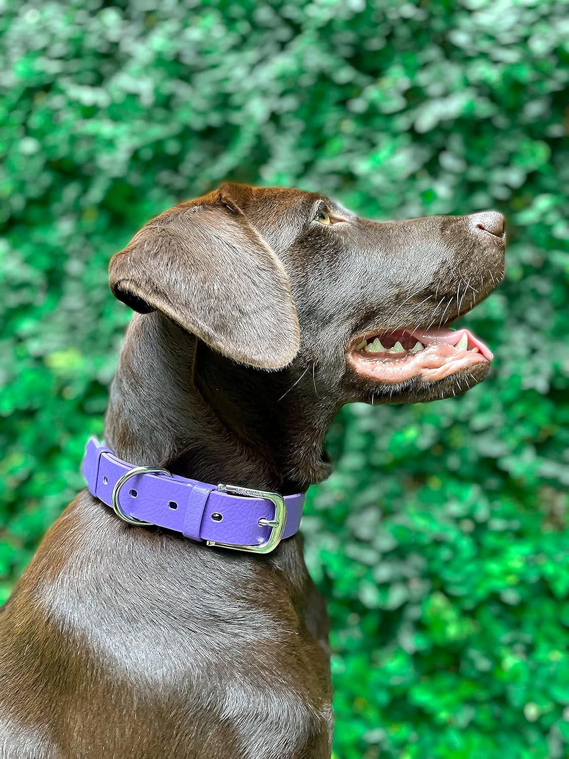 Tuff Pupper Classic Heavy Duty Dog Collar Purple - Medium - liquidation.store