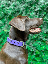 Thumbnail for Tuff Pupper Classic Heavy Duty Dog Collar Purple - Medium - liquidation.store